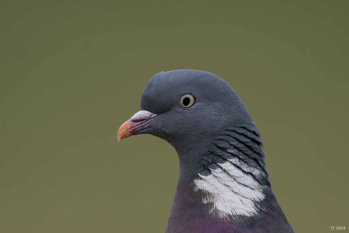 DSC_4915.jpg