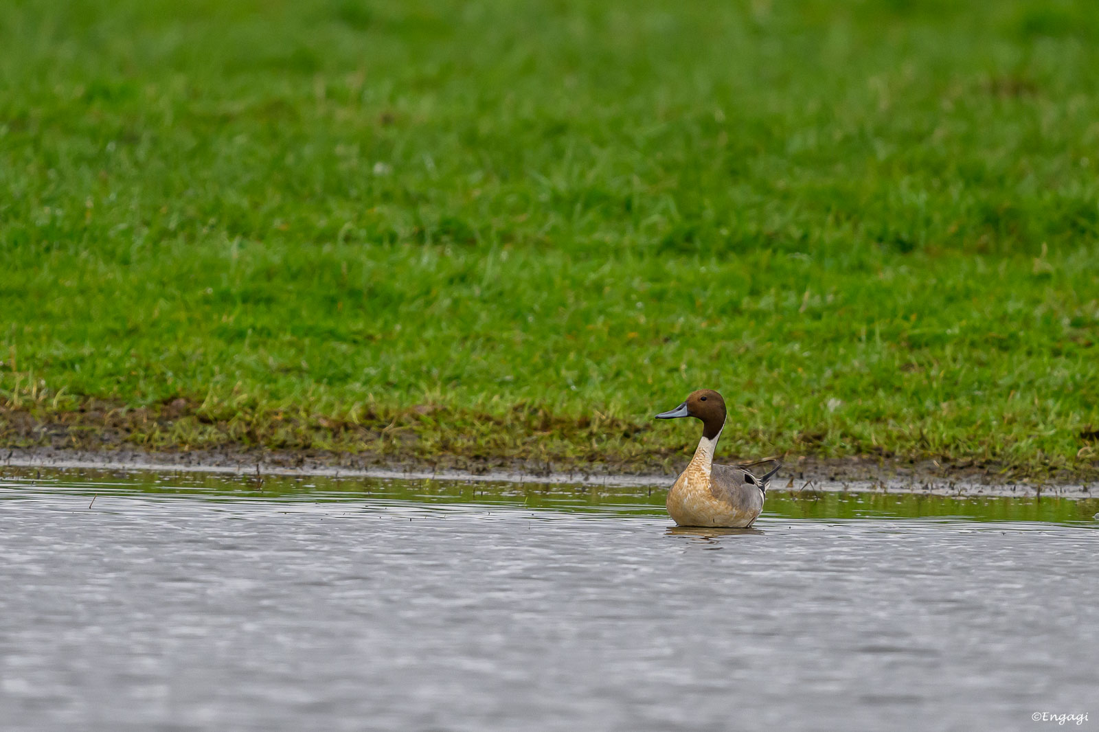 DSC_7564.jpg