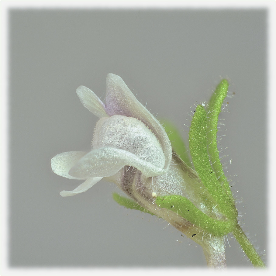 43791889ir.jpg