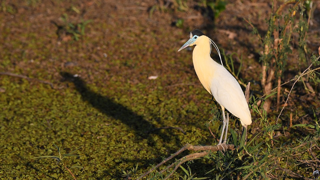 Ein weißer Reiher mit beigefarbenem Hals, schwarzer Kappe und blauem Gesicht