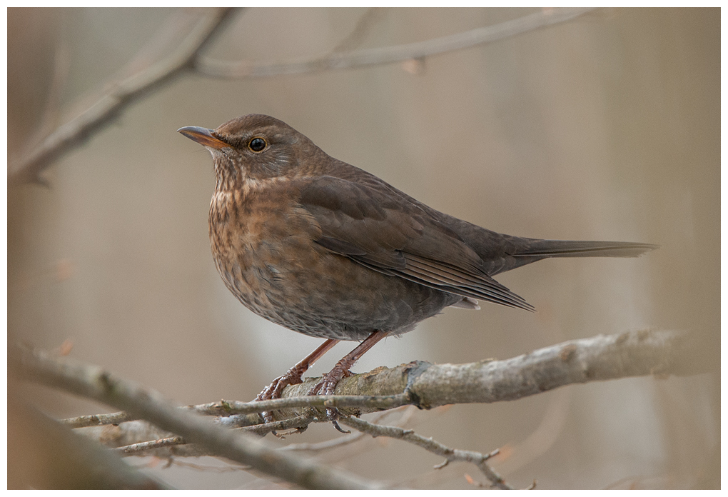 Amsel008.jpg