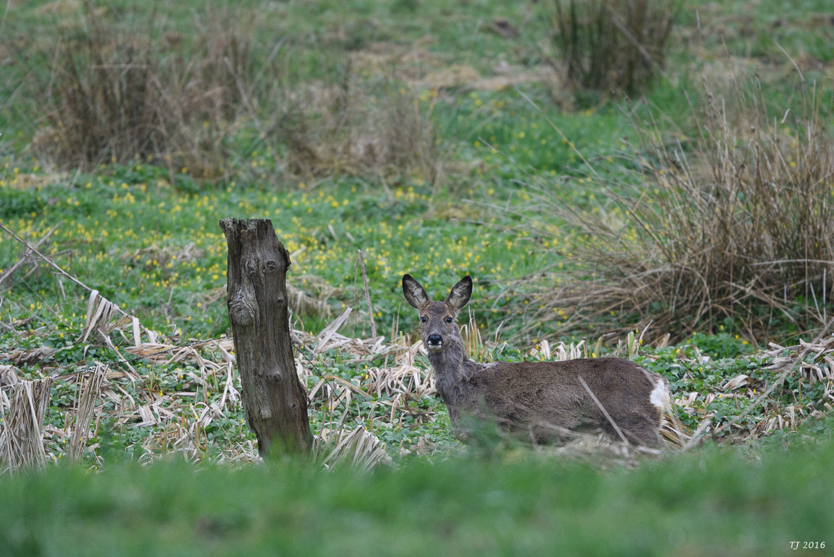 DSC_1558.jpg