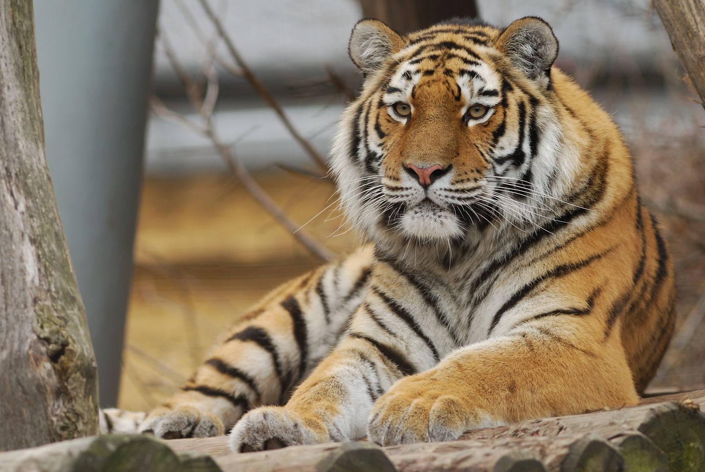 Tiger-1.jpg