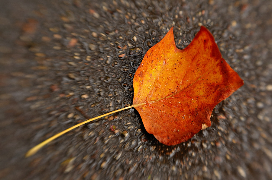 maik_20091022_162711_d300s_003618.jpg