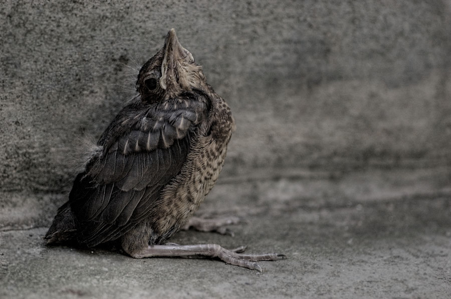 amsel_k2.jpg