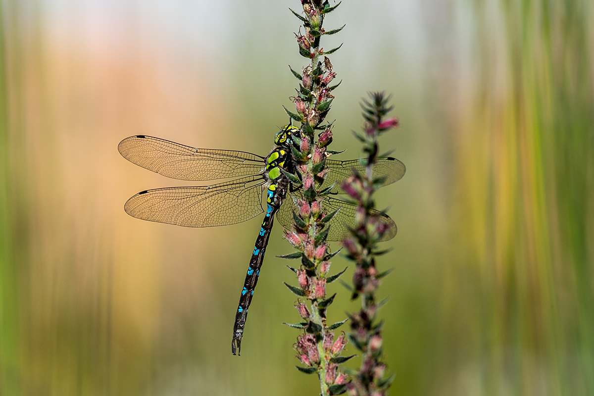 20180912_ND5_1118NF.jpg