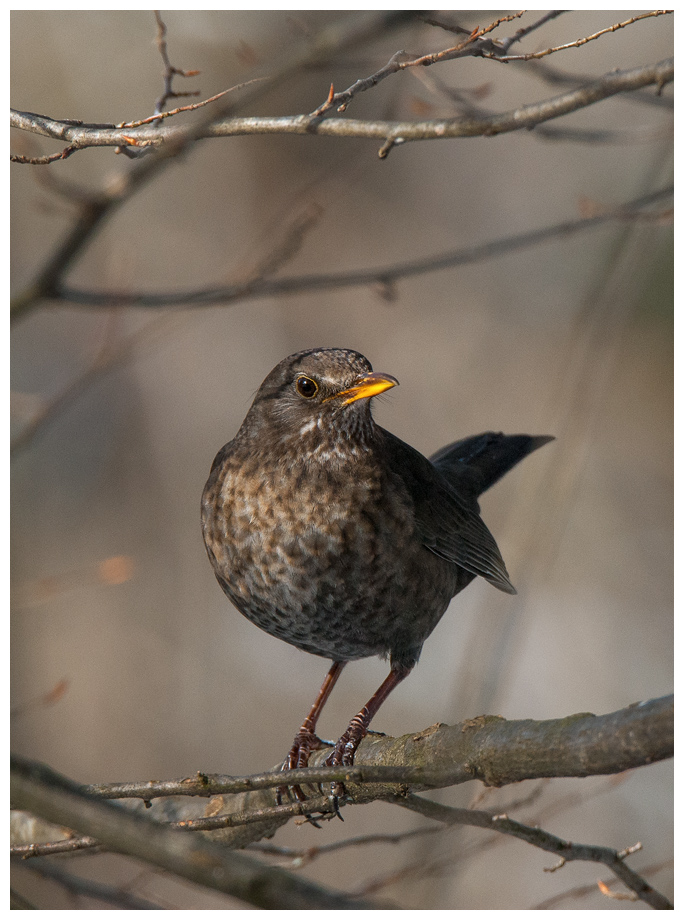 Amsel013.jpg