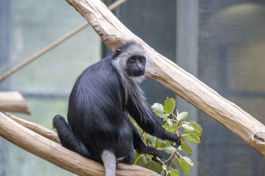 zoovienna24_12.jpg