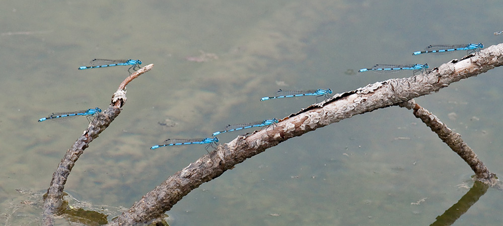 becherjungfern.jpg