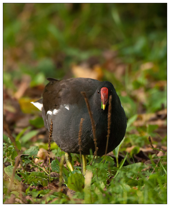 Teichhuhn004.jpg