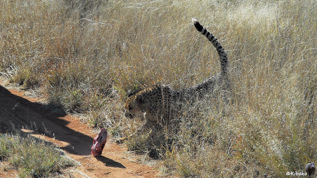 Ein Fleichbatzen fällt vom Pickup. Ein Gepard versucht den fallenden Batzen zu fangen.