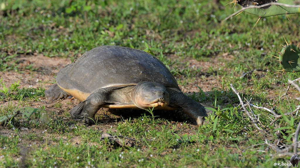 Das Bild zeigt eine Schnappschildkräte beim Wandern über Land.
