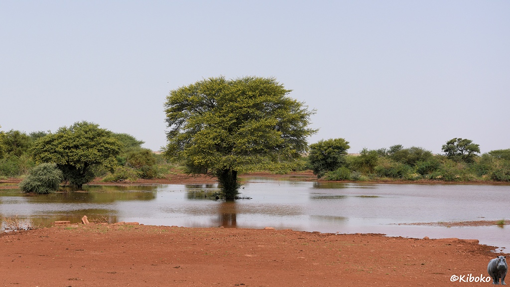Das Bild zeigt einen Baum im falchen hellbraunen Wasser. Im Vordergrund ist rotbraune Erde. Im Hintergrund sind grüne Büsche am Ufer.