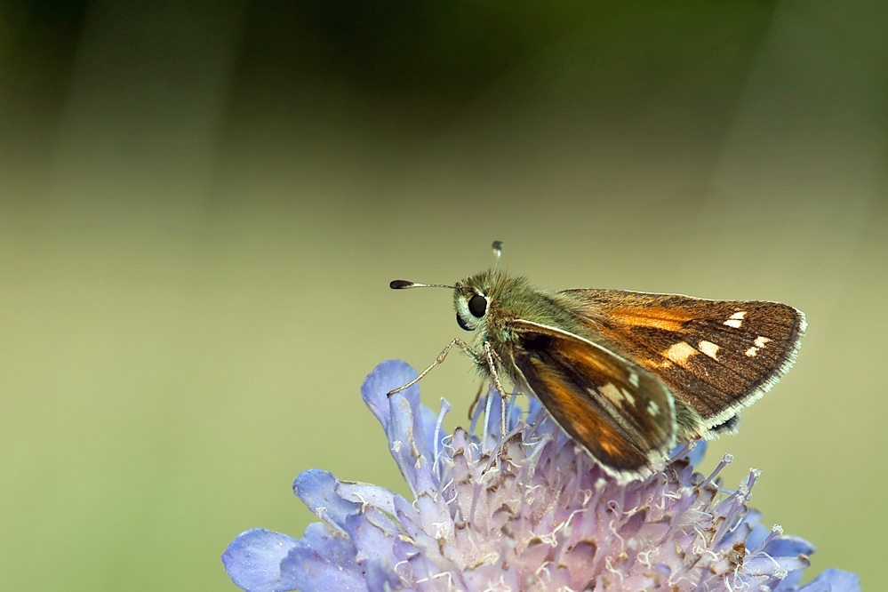 comma-weibchen_Heuberg_20110825.jpg