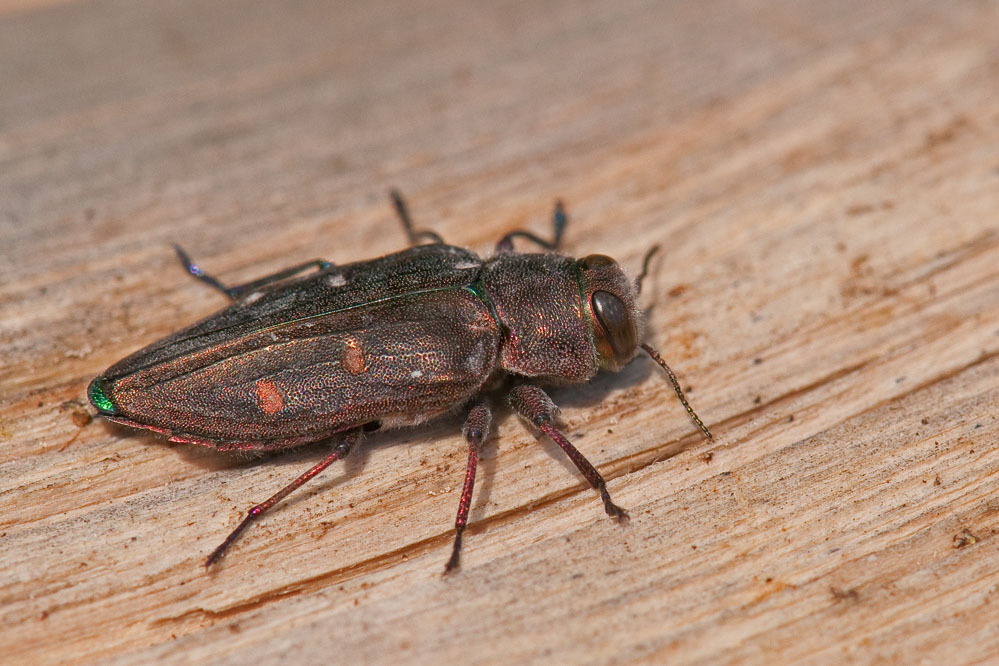 nf_Chrysobotrys_slo_stanjel_130627.jpg