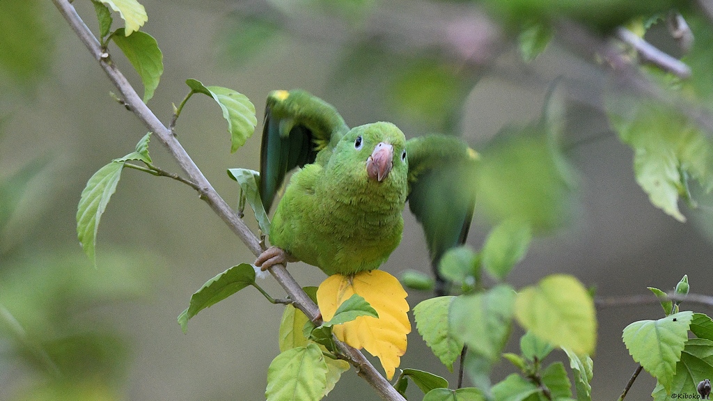 Vogel fliegt weg