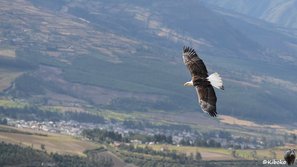 Das Bild zeigt einen braunen Greifvogel mit weißen Kopf, gelborangen Schnabel und weißen Schwanz im Flug.
