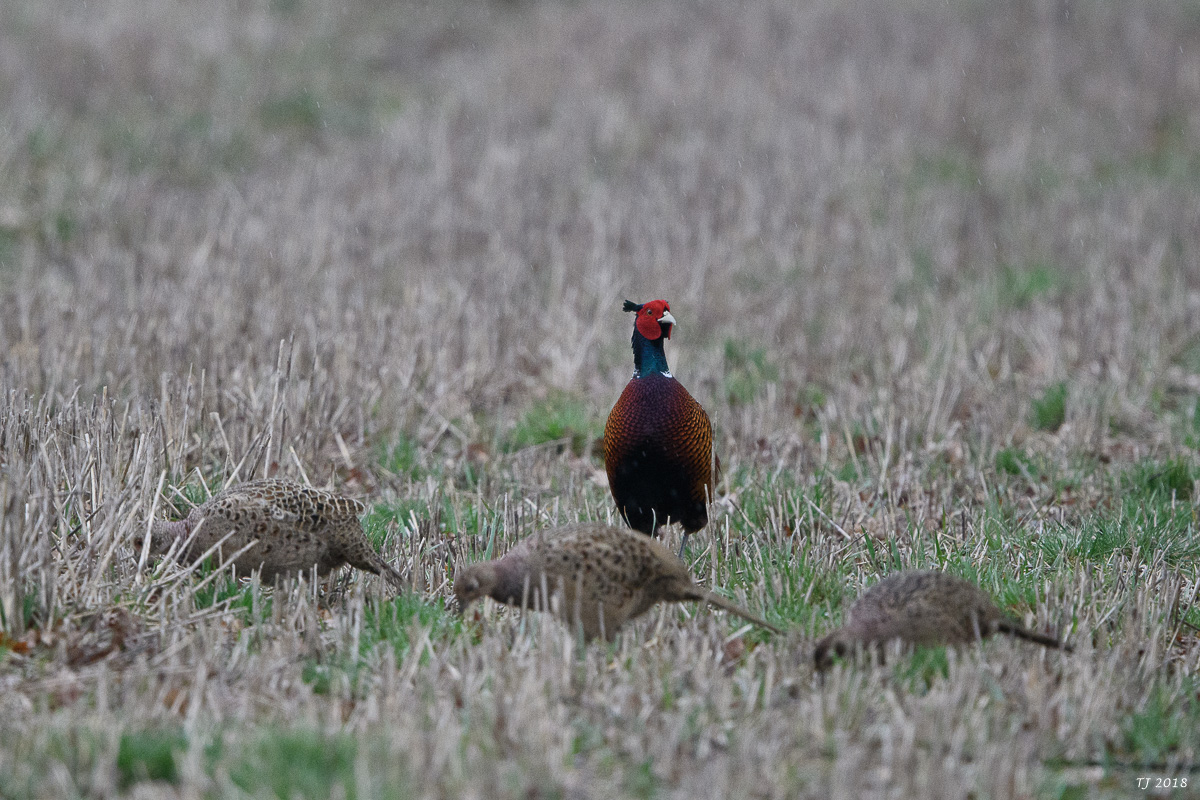 DSC_4773.jpg