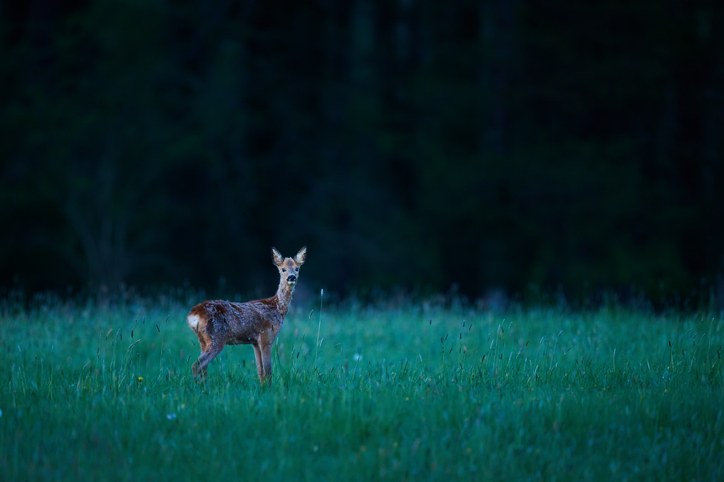 DSC_5798-XL.jpg