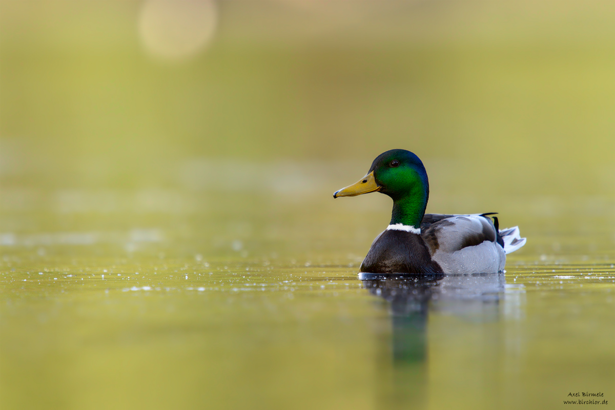 20150514_0268_PS_1200Px.jpg