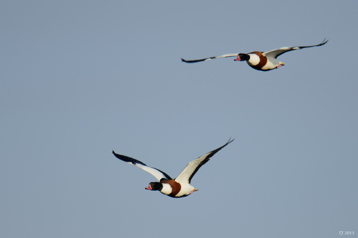 DSC_1653.jpg