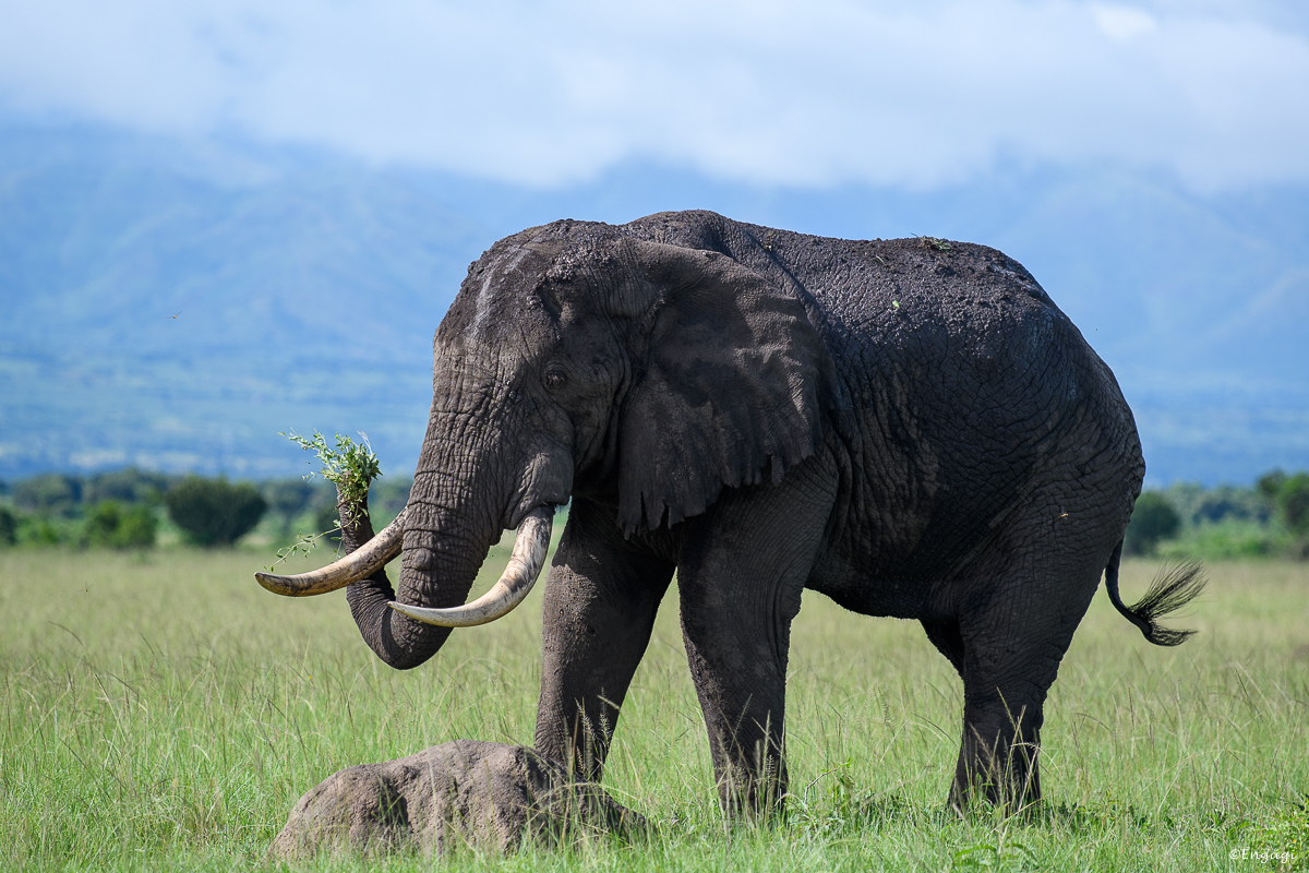 Uganda%201399.jpg