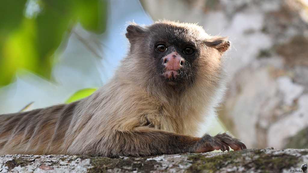 Winziges beiges Äffchen mit schwarzem Gesicht und rosaner Nase liegt auf einem Ast