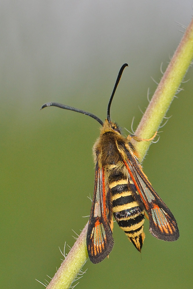web-bembecia-ichneumoniformis-ifwil-100810_2.jpg