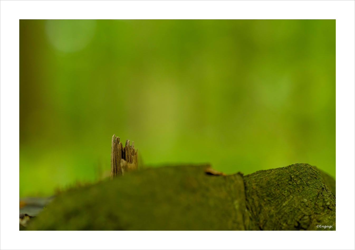 DSC_0635.jpg