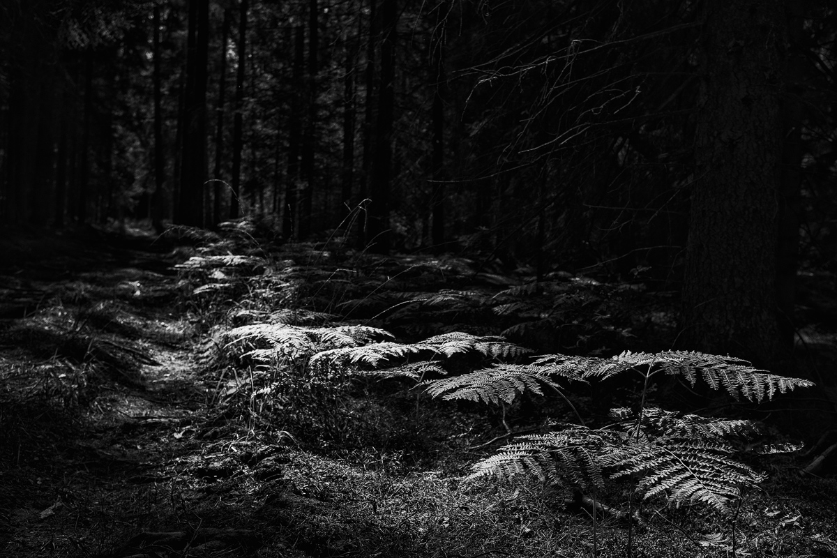 DSCF7808sw-web1.jpg