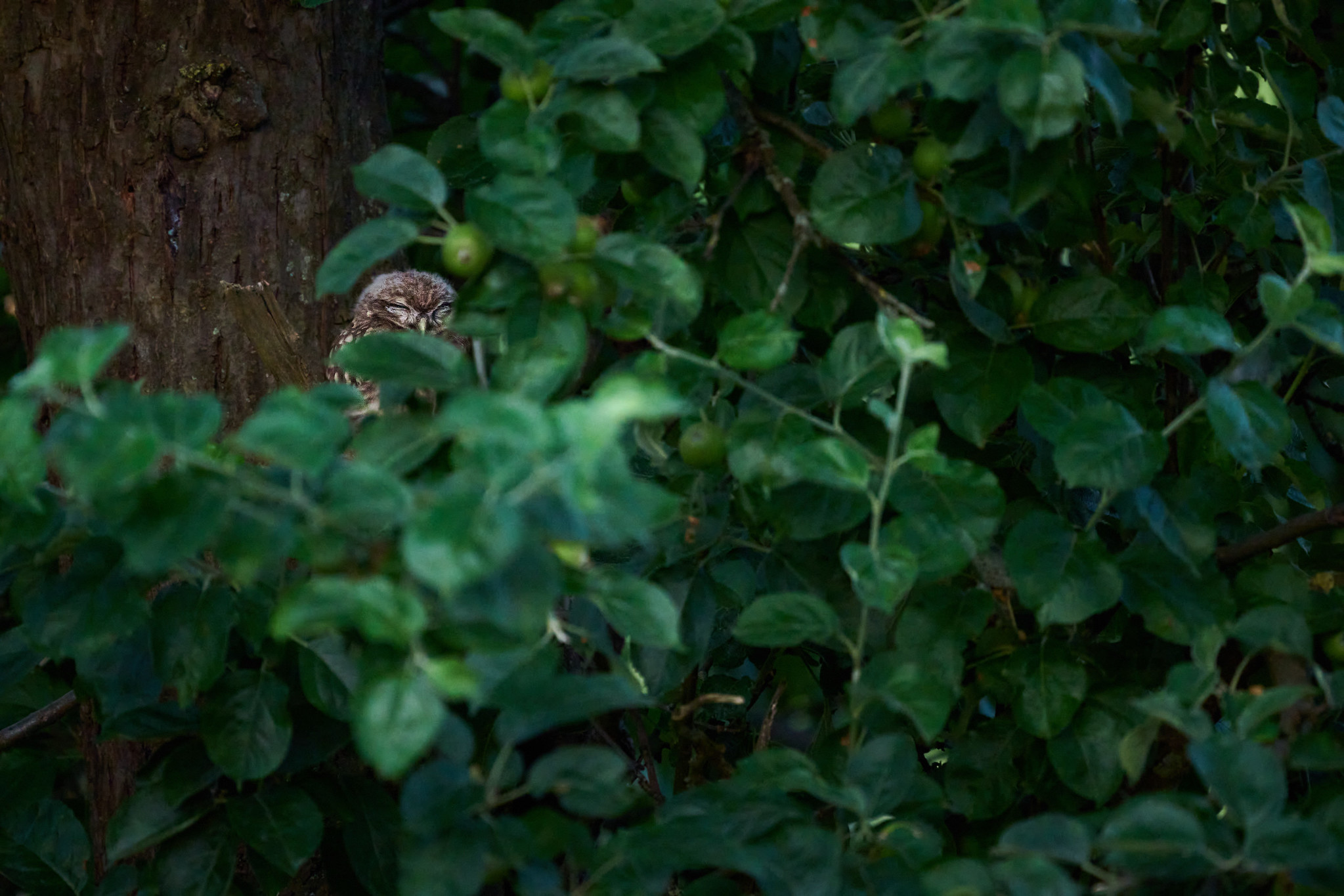 DSC_2666-X4.jpg