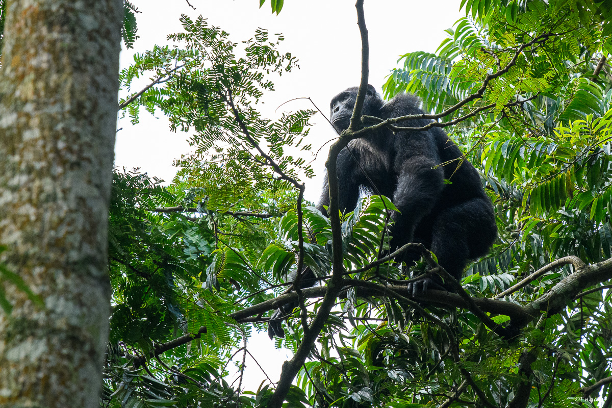 Uganda%201208.jpg