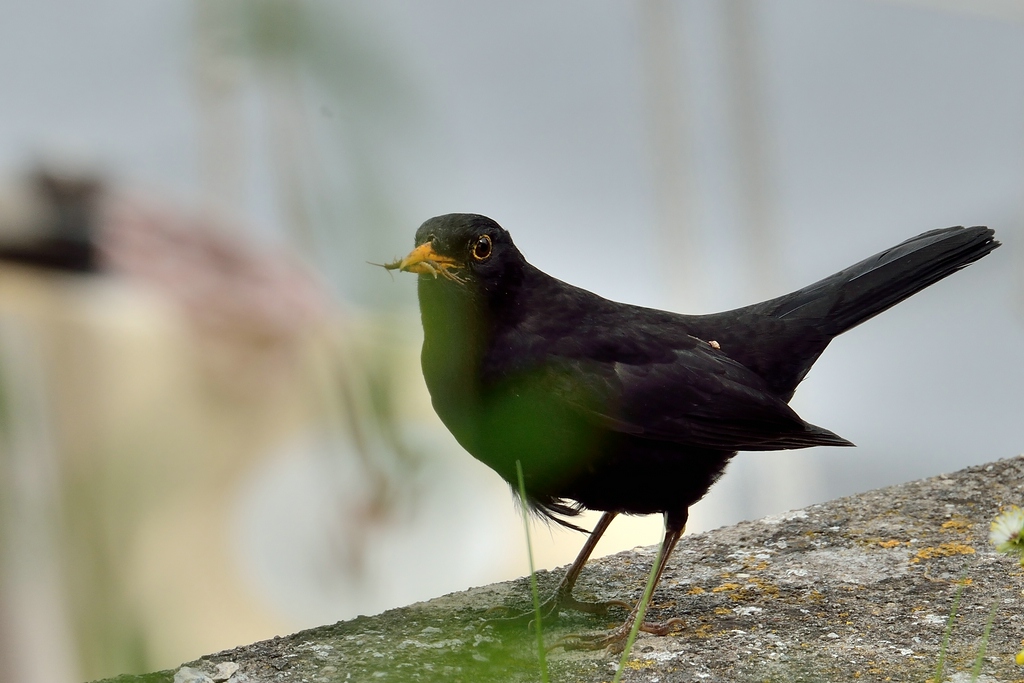 Amsel_1629.jpg
