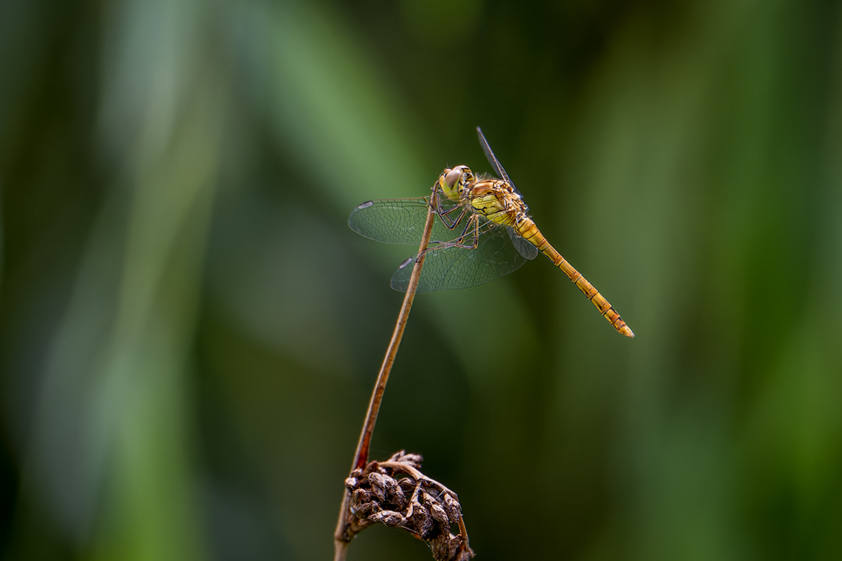 20260816_NZ9_0475_DPXNF.jpg
