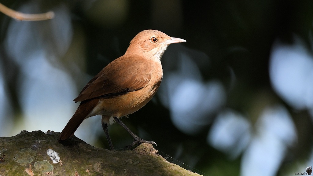Kleiner brauner Vogel mit weißer Kehle