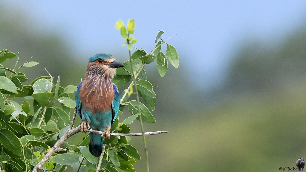 Das Bild zeigt hellblauen Vogel mit brauner Brust und dunkelblauen Schultern auf einem Ast vor einem Busch sitzen.