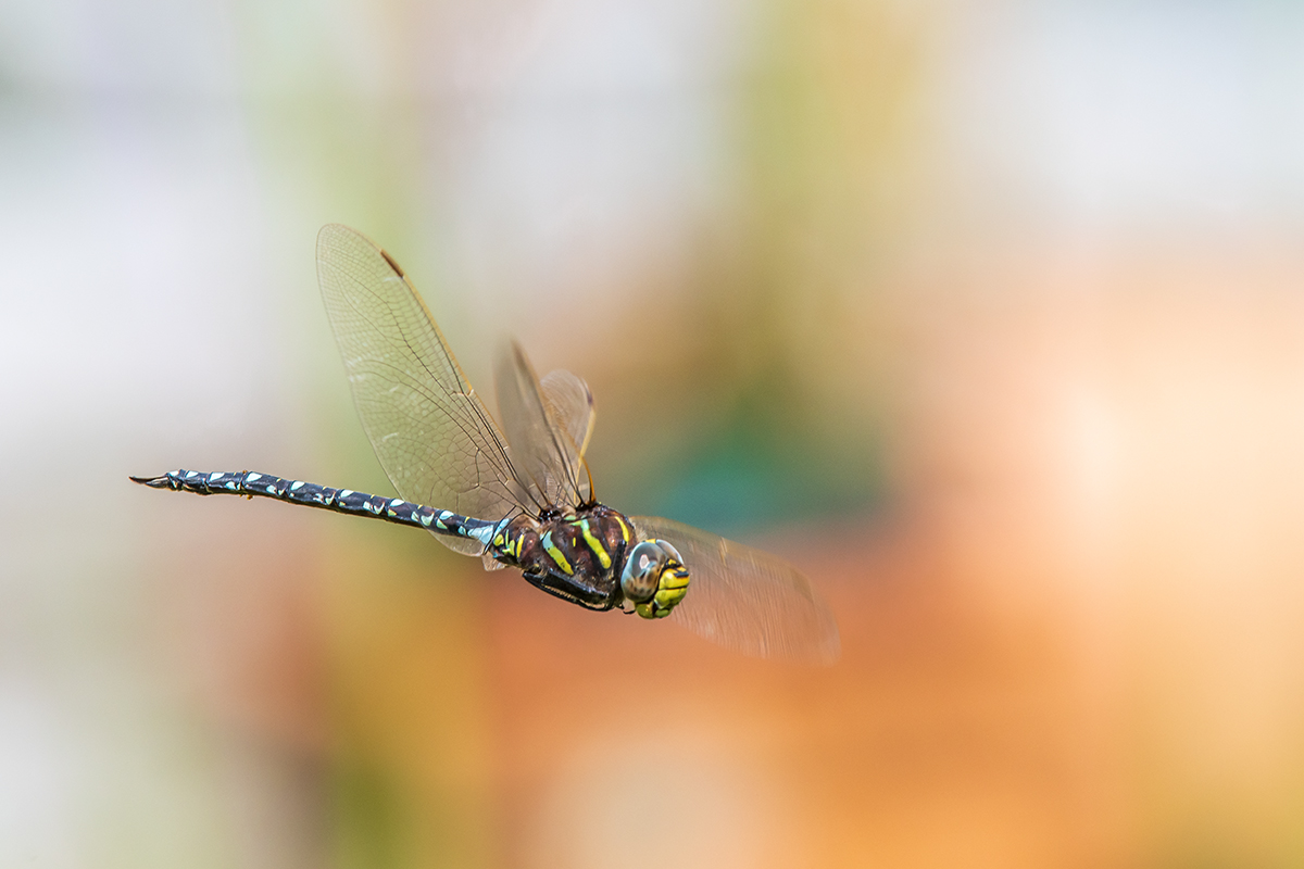 20200814_D500_1114NF.jpg