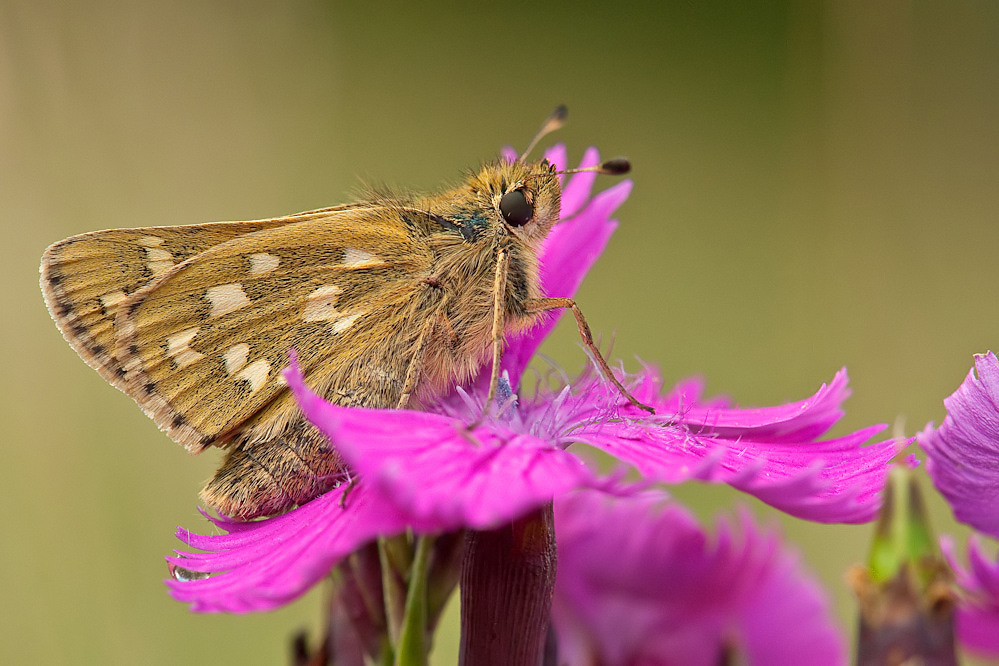 comma2.jpg