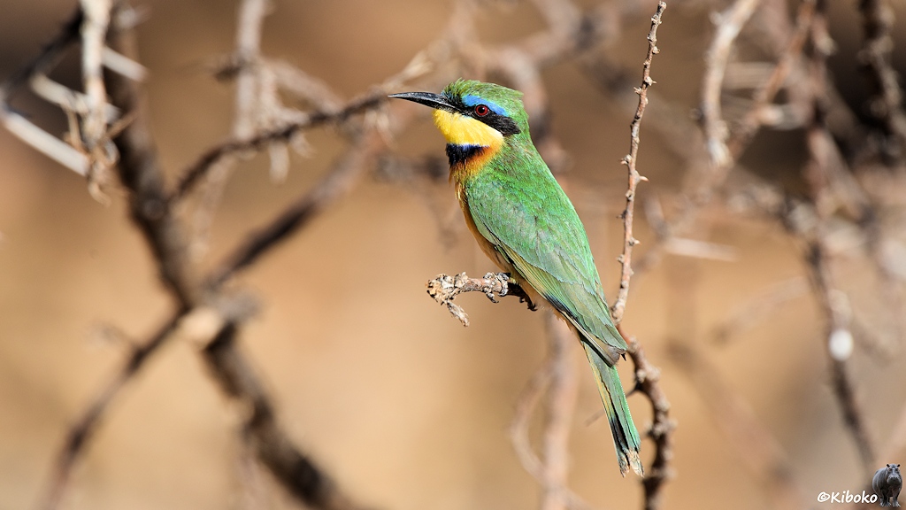 Das Bild zeigt einen grünen Vogel mit gelbem Bauch, schwarzer Augenmaske, blauen Augenbrauen, gelbe Kopfunterseite und schwarzen Kehlstreifen mit spitzen gebogenen Schnabel auf einen trockenen Ast sitzen.