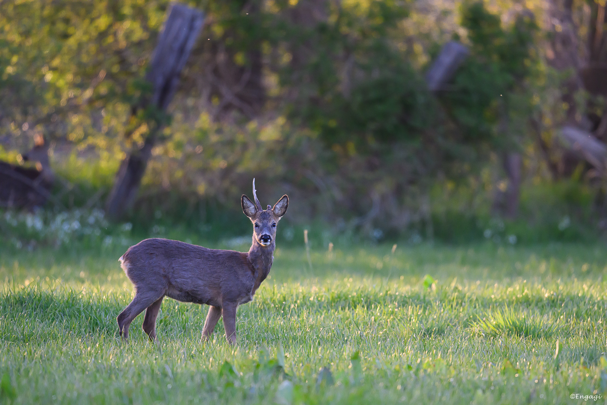 DSC_3461-2.jpg
