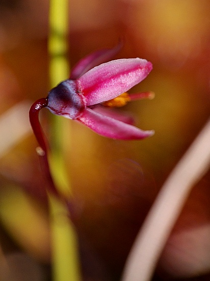 blume2.jpg