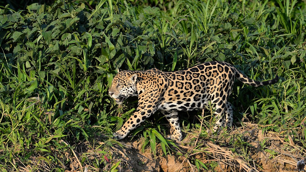 Jaguar läuft im Abendlicht am Ufer entlang