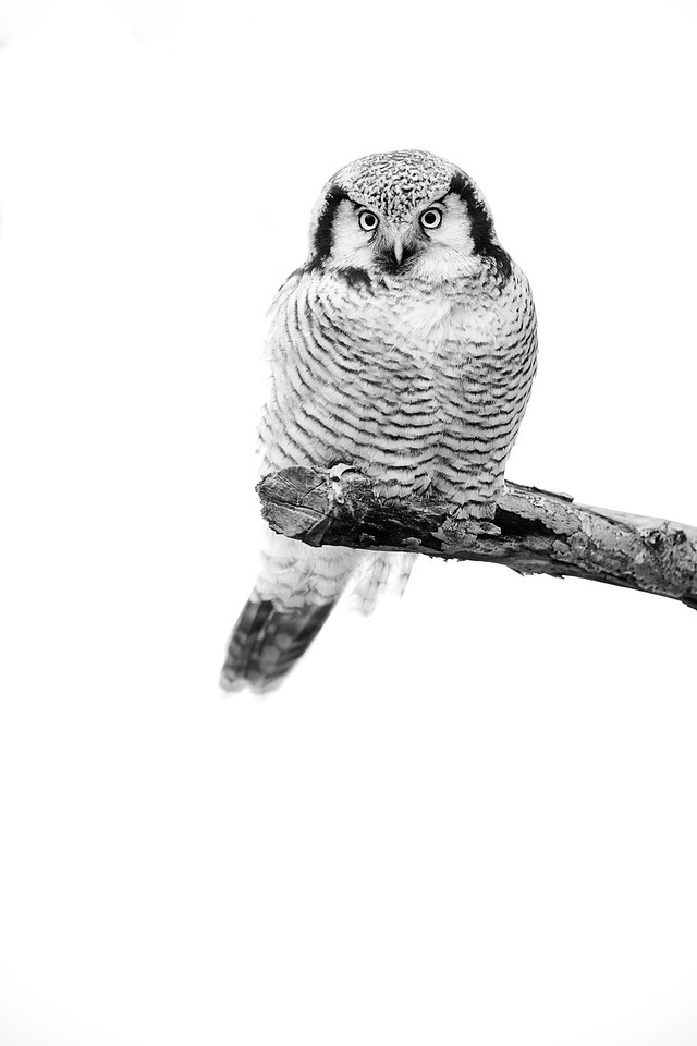 DSC_1253-X2.jpg