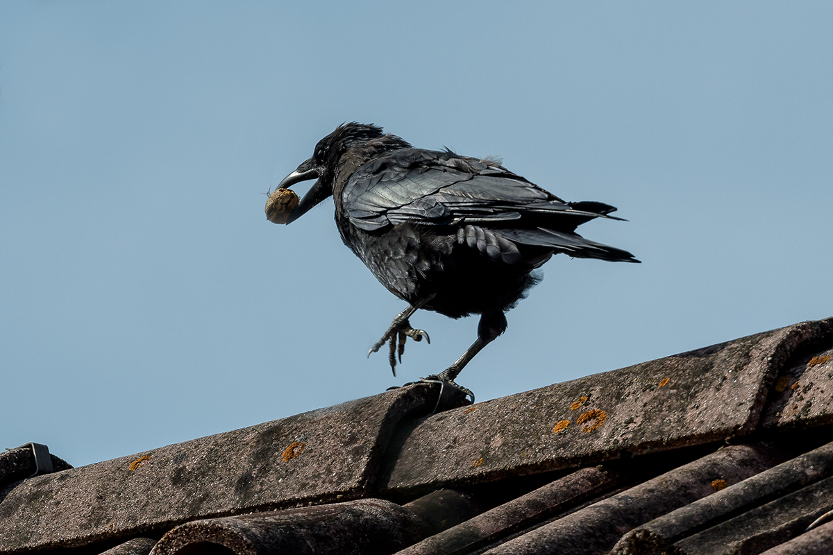 20201001_D500_0188NF.jpg