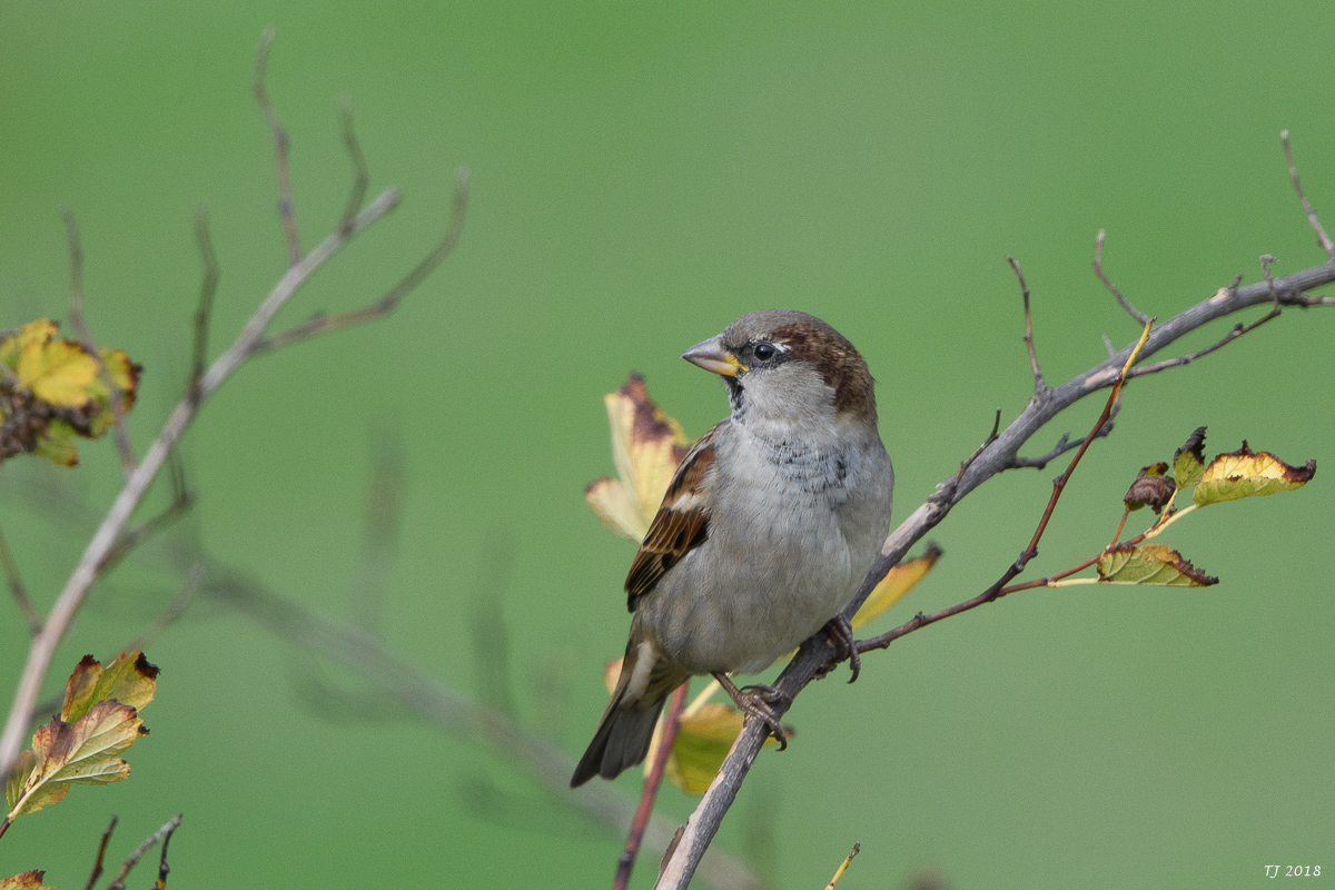 DSC_5730.jpg