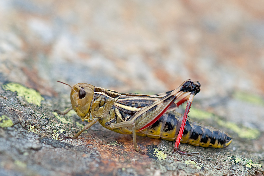 arcyptera_guarda.jpg