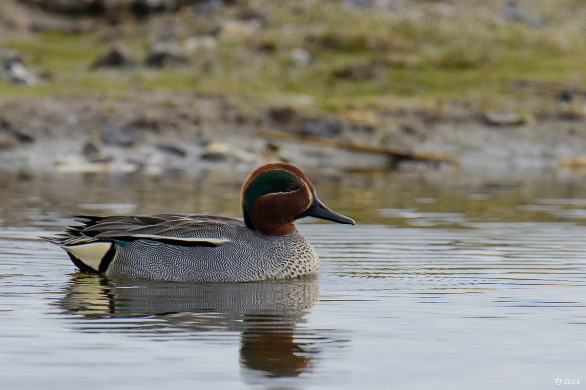 DSC_4597.jpg
