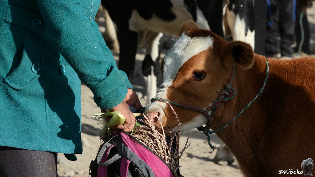 Das Bild zeigt das Porträt eines braun-weißen Kalbes, das aus einem geöffneten, rosa Rucksack ein paar Ähren nascht.