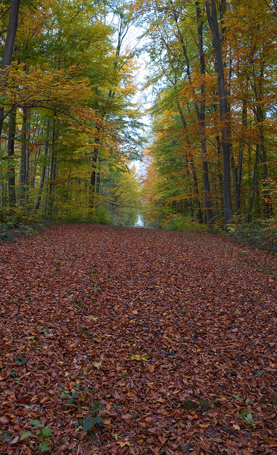 DSCF8245-web.jpg