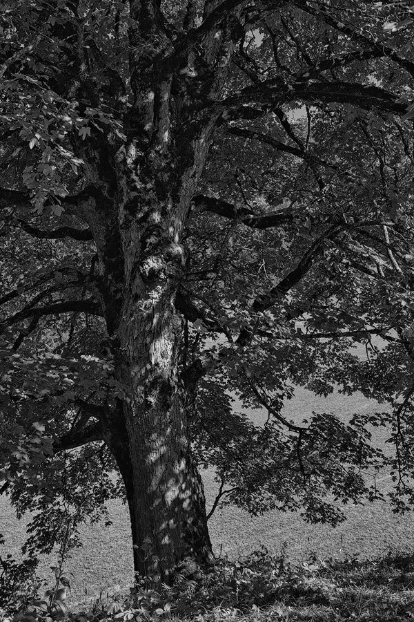 DSCF7697sw-web.jpg